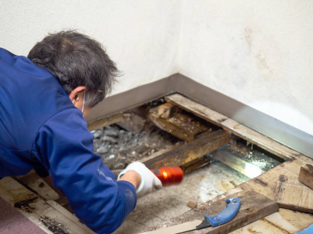 Best Commercial Mold Removal  in Crystal Lawns, IL