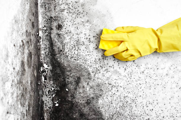 Best Mold Removal and Inspection  in Crystal Lawns, IL