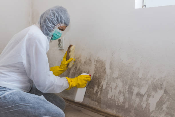 Best Mold Damage Repair  in Crystal Lawns, IL