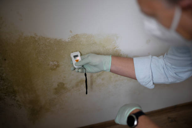 Certified Mold Removal in Crystal Lawns, IL