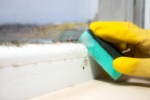 Mold Removal and Inspection in Crystal Lawns, IL