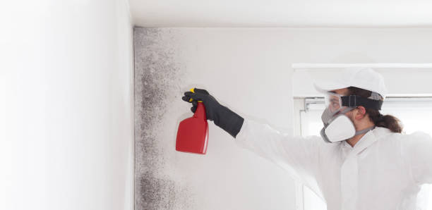 Best Fast Mold Removal  in Crystal Lawns, IL
