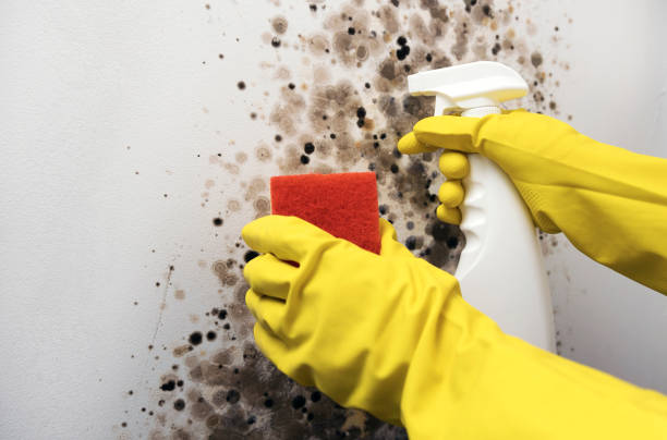Best Office Mold Removal Services  in Crystal Lawns, IL