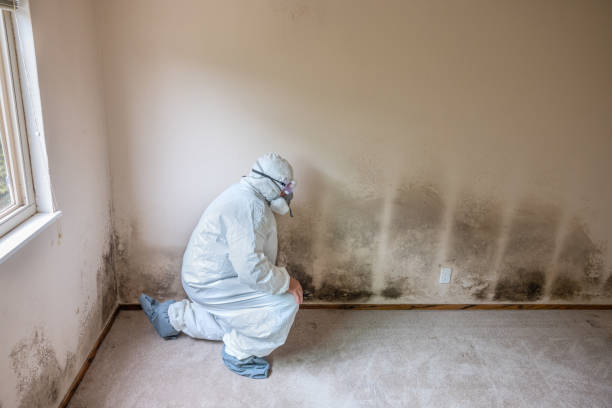 Best Professional Mold Removal  in Crystal Lawns, IL