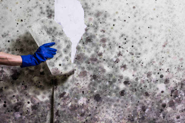 Best Water Damage Restoration  in Crystal Lawns, IL