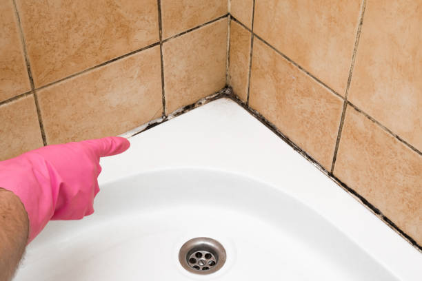 Best Toxic Mold Removal  in Crystal Lawns, IL